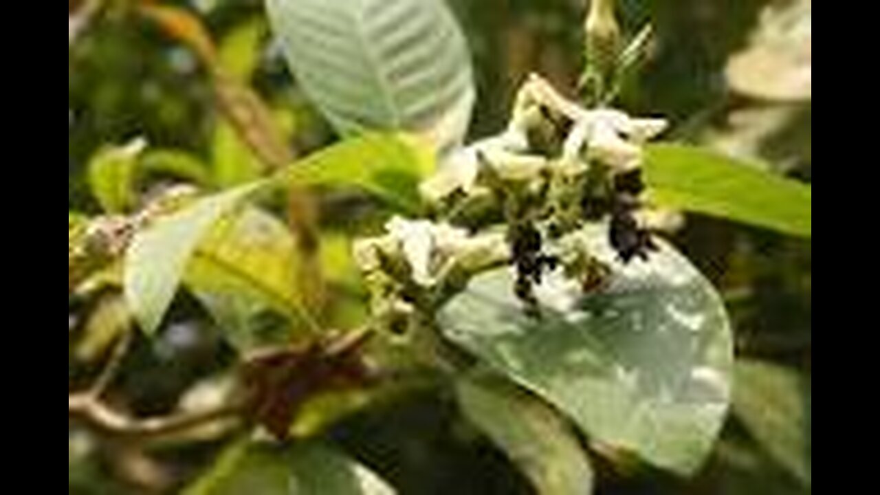 Voacanga africana Ethnobotany Quiz