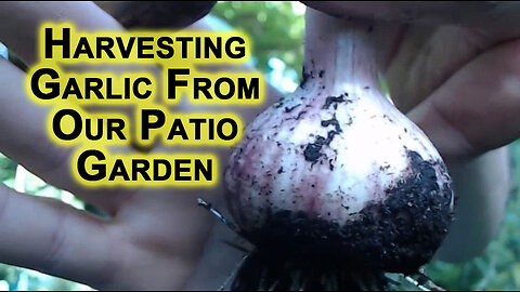 Harvesting Garlic From Our Patio Garden: Show & Tell, Investing Advice, Growing Money [ASMR]