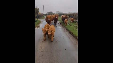 Happy cow 🐮
