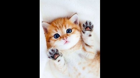 Funny cats