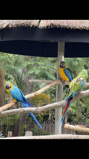 Lion Country Safari in Florida