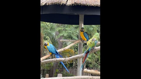 Lion Country Safari in Florida
