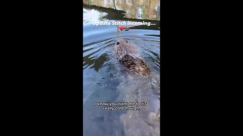 Jag vill också ha en bävervän!!! 😍