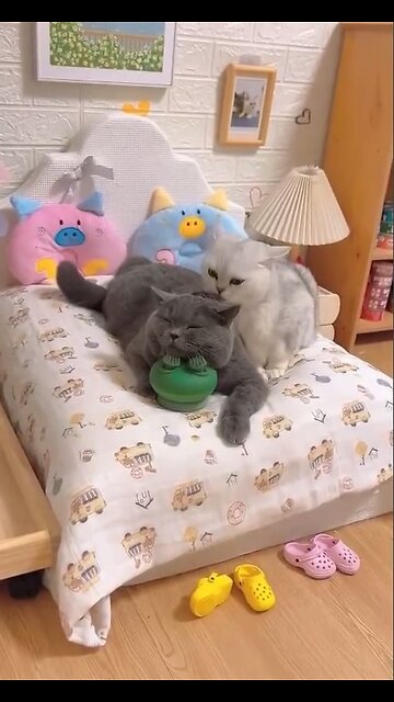 Combined massage for cats!