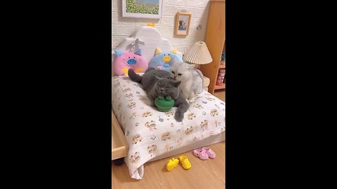 Combined massage for cats!