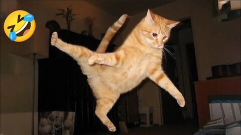 Funny Dogs And Cats Videos 2024 😅- Best Funnies Animal Videos #16