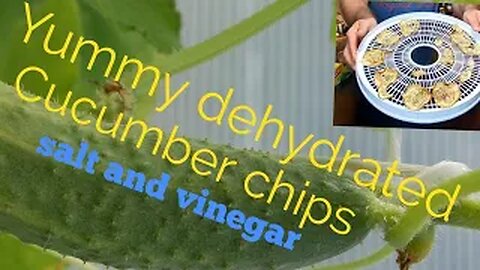 Dehydrated cucumber chips salt and vinegar