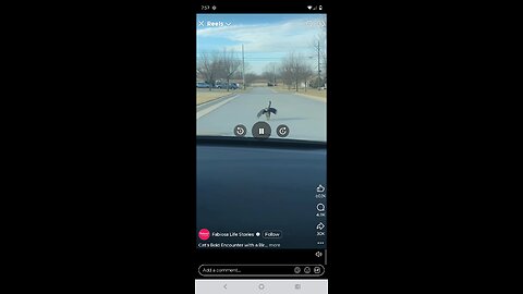 cat short I seen lool ai