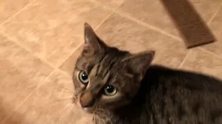 December 28, 2018 - My New Cat, Belle Bells, Gets Acclimated to Her Forever Home