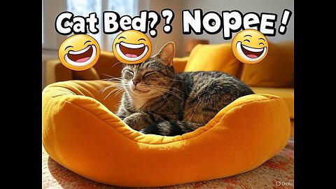 Why the Cat Refused Its Bed… Until They Saw THIS! 🐾😲