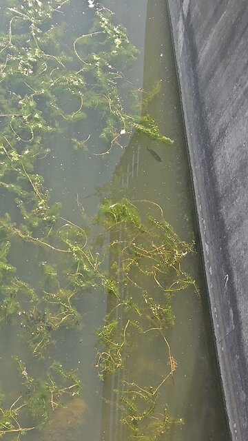 Can You Identify this Fish?