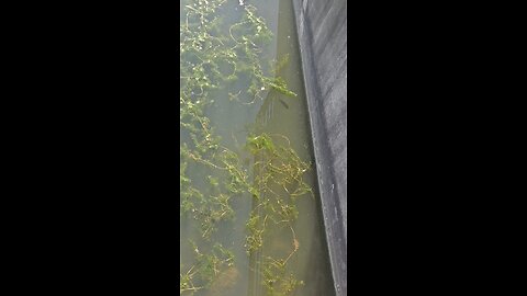 Can You Identify this Fish?