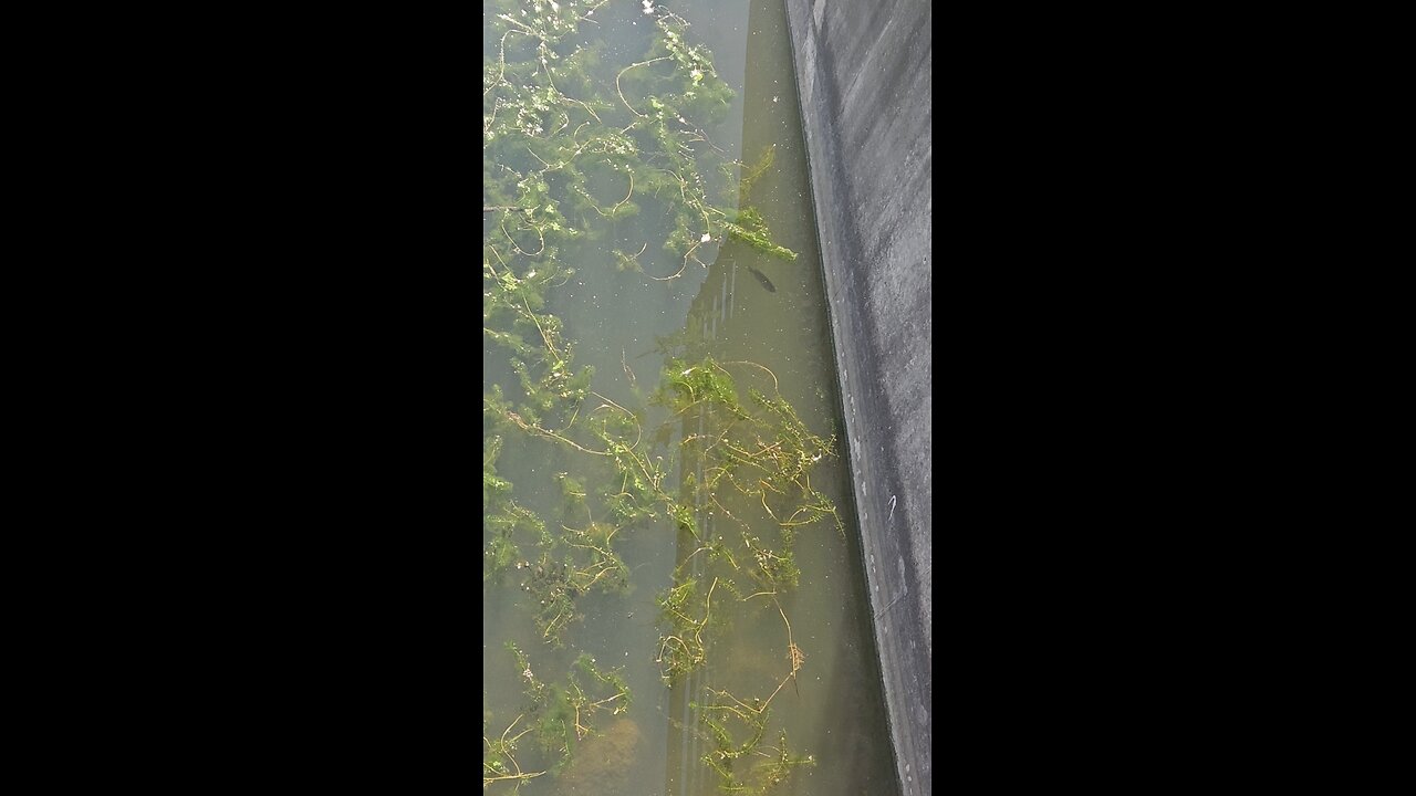 Can You Identify this Fish?