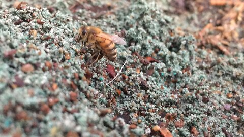 May 01, 2025: Beeing Still for a Night-Cap