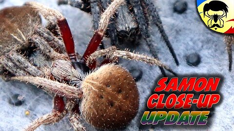 Hairy Spider, 1, 2, 3 moves | Derby Spider Ph