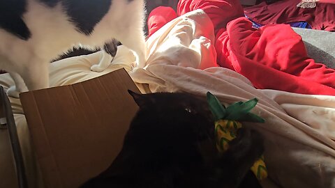 kitty please...