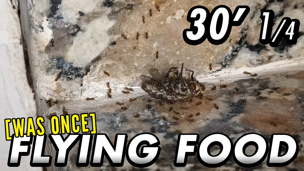 ASMR | They really had a very big provision with this loot - 30' 1/4
