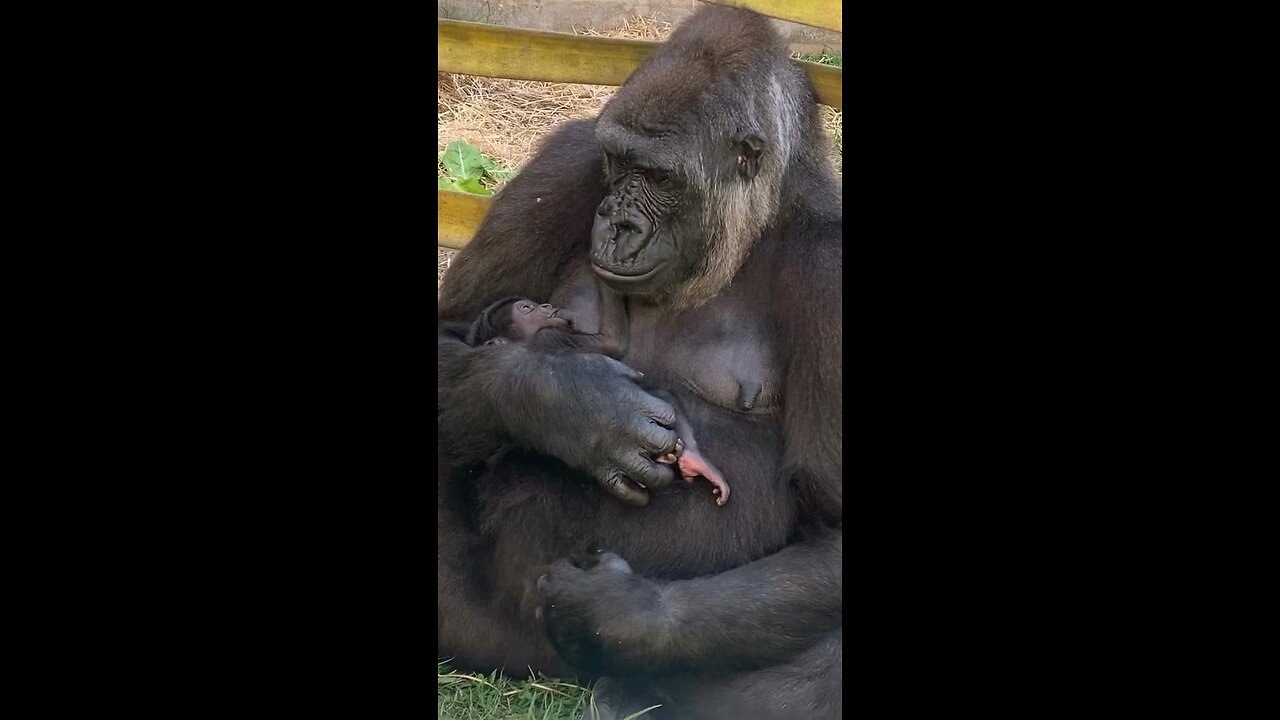 kipensi and bud