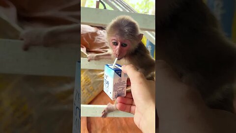 Baby monkey drinks milk.