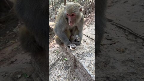 Funny monkey #65