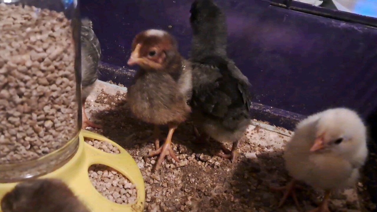 Baby chicks