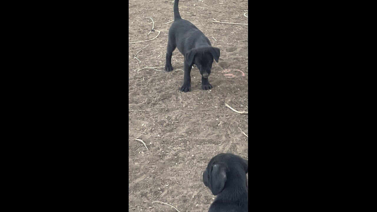 Puppies 8/18 No mama around