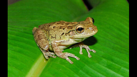 Saving a tree frog using human trauma surgery principles
