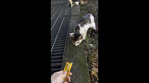 길고양이 사육 #고양이 #cat