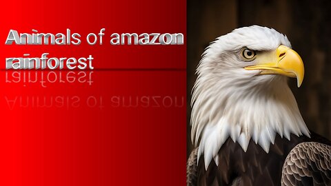Animals of amazon rainforest