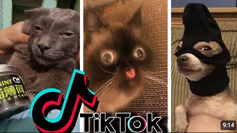 Funniest TikTok Dogs and Cats #52 - Try Not to Laugh with TikTok Animals 2020 | OnPets Sparkle