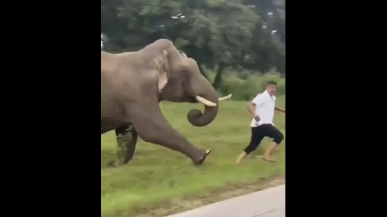 ELEPHANT TRAMPLES🛣️🌳🏃🐘🚙📸ON TOURIST FOR TAKING PHOTO🛣️🚌🌲🐘🚗💫