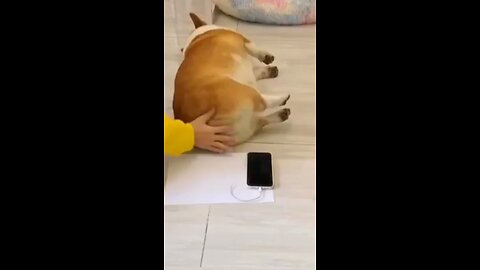 funny animals video
