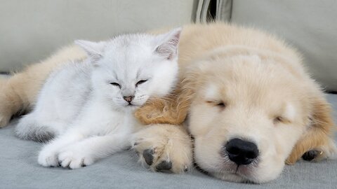 Kitten Refuse To Sleep Without His Golden Retriever Puppy