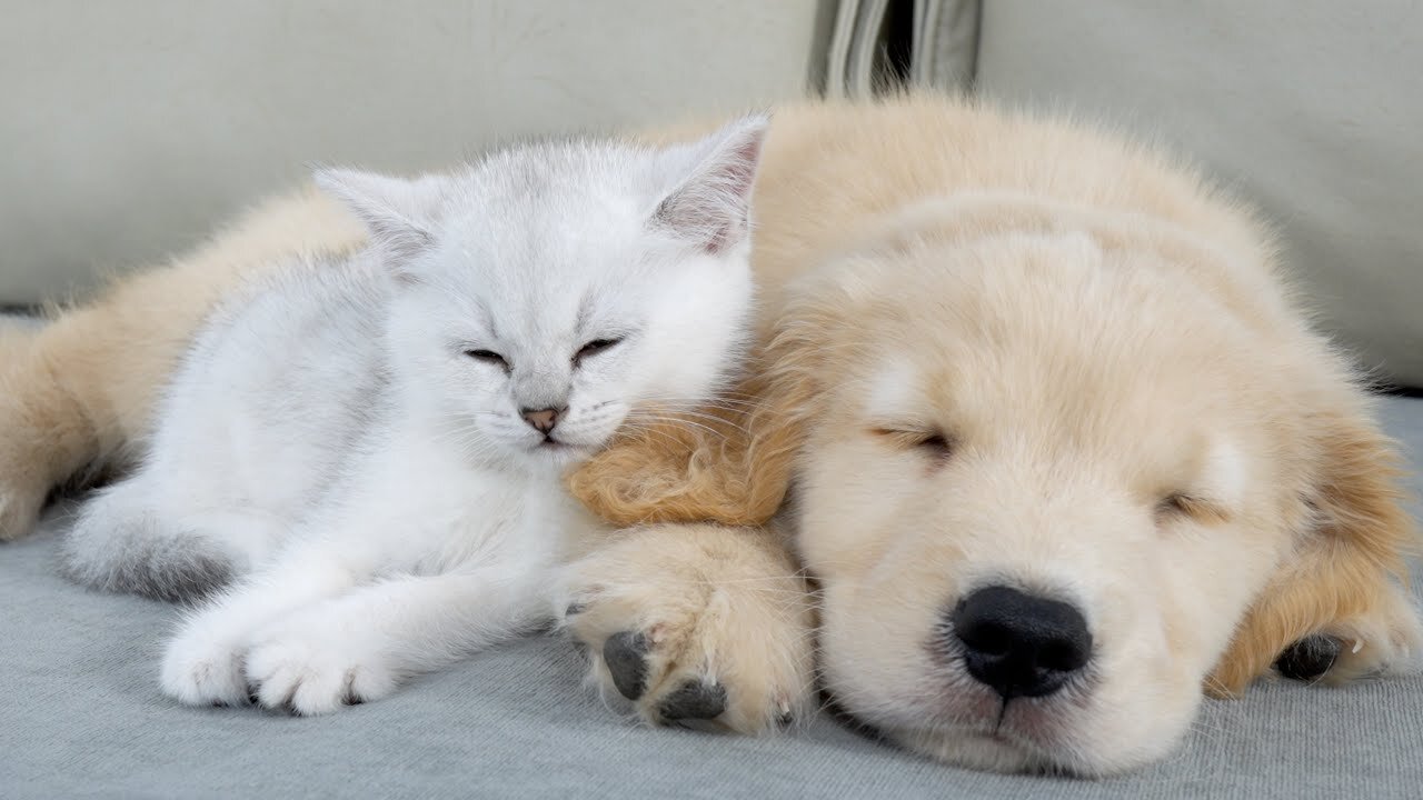 Kitten Refuse To Sleep Without His Golden Retriever Puppy
