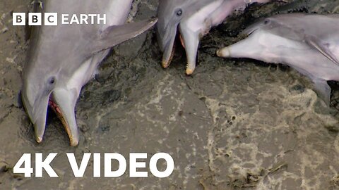 Smart Dolphins Beach their Prey | 4K UHD | The Hunt | BBC Earth 
