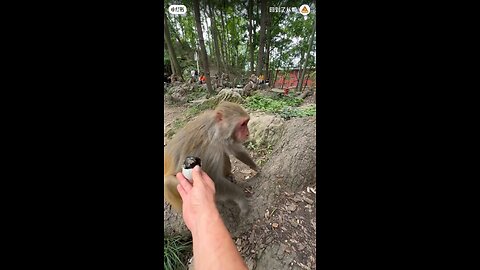 funny monkey and egg