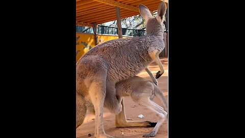 Kangaroo 🦘