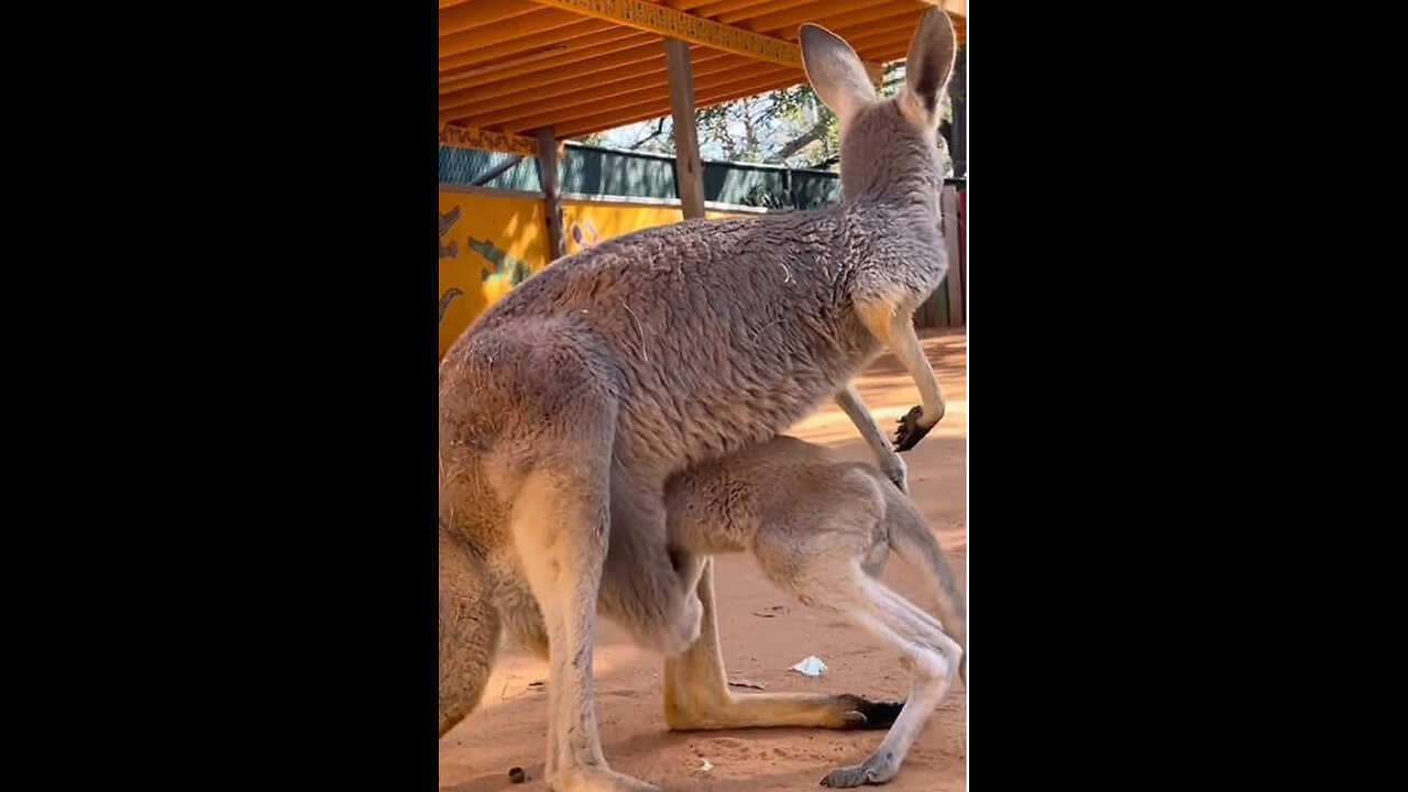 Kangaroo 🦘
