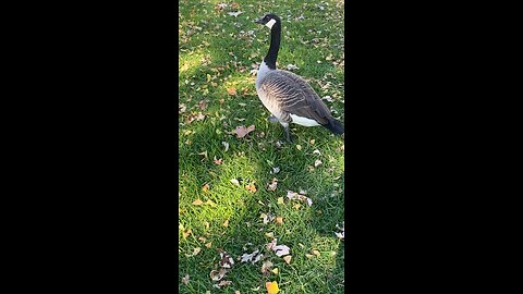 Canada Goose 🪿 #canadagoose #goose #followme #shorts #viral #trending
