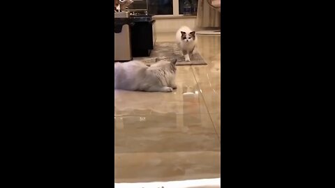loving cat