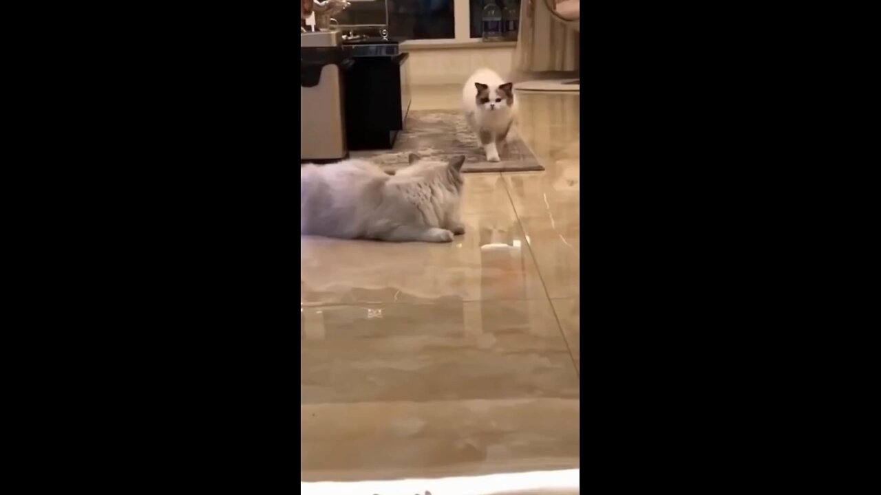 loving cat