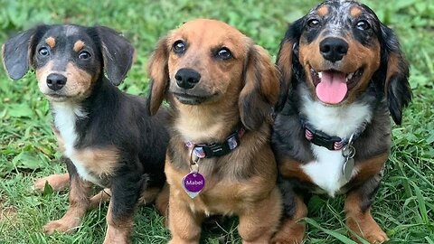 Playful Funny Dogs Videos Instagram | Adorable Sausage Dogs Videos | Cute dachshunds Puppies Videos