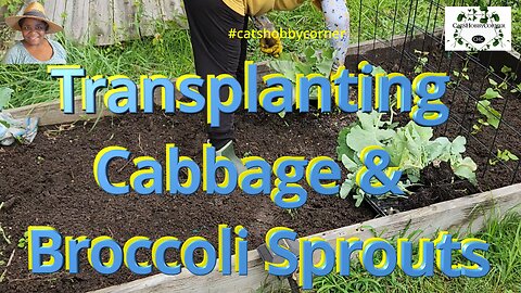 Transplanting Cabbage & Broccoli Sprouts - #catshobbycorner #cabbage #broccoli