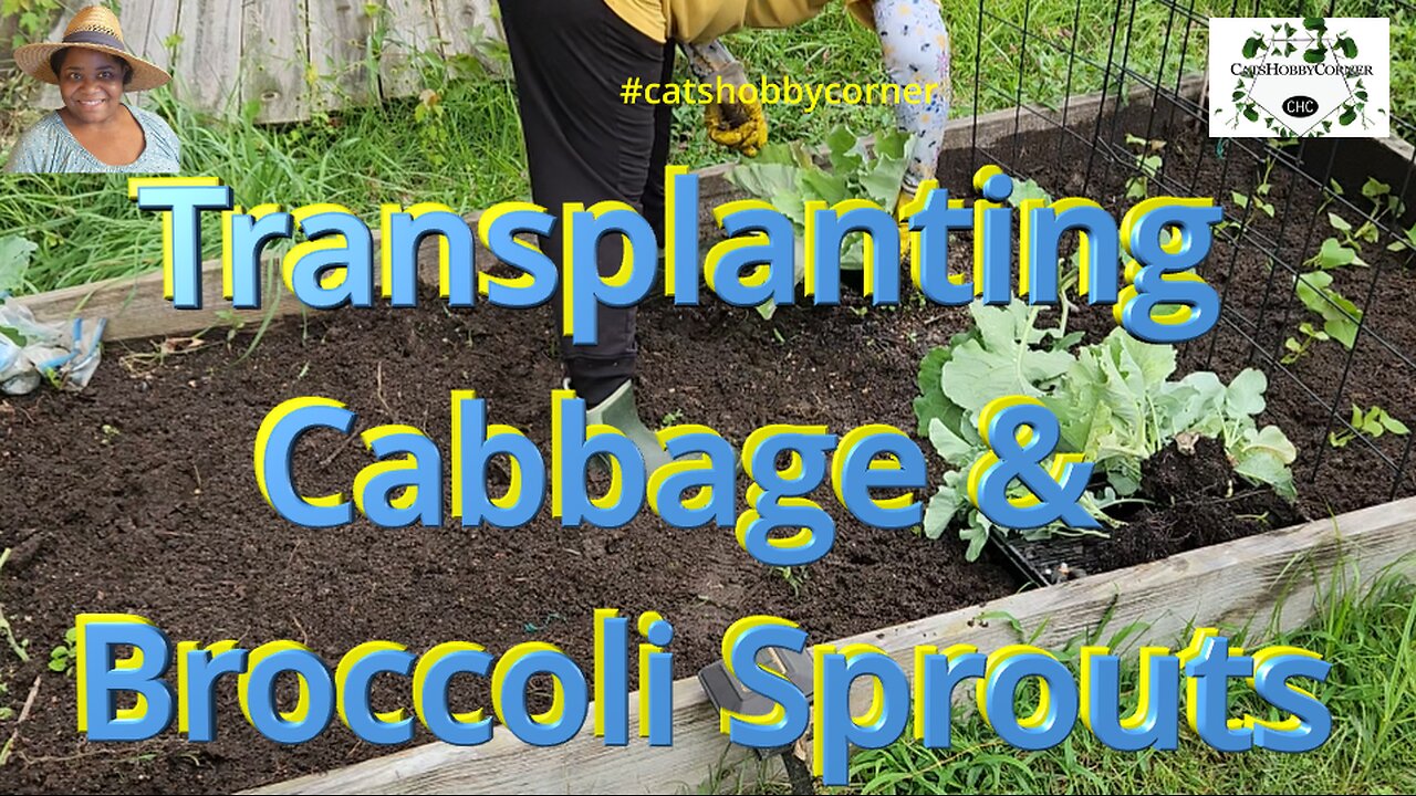 Transplanting Cabbage & Broccoli Sprouts - #catshobbycorner #cabbage #broccoli