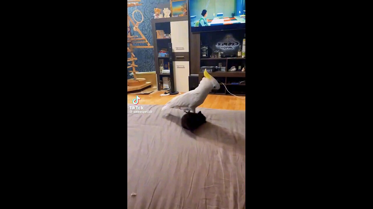 Entertainment
