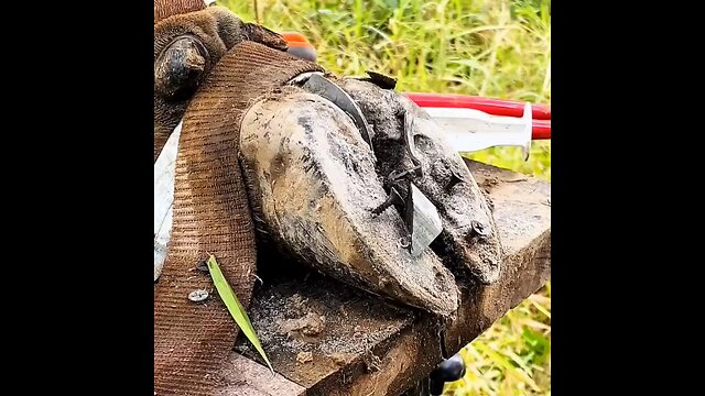 cow Hooft clean very dangerous