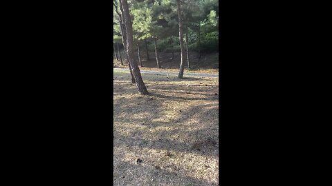 스토커 고양이 #고양이 #cat