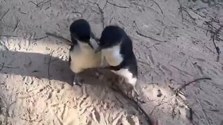 Little Blue Penguins…