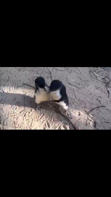 Little Blue Penguins…