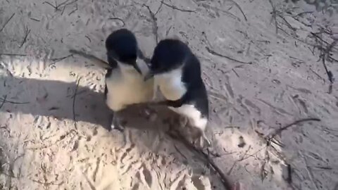 Little Blue Penguins…